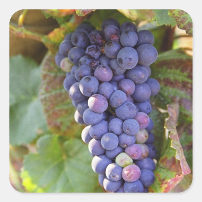 A bunch of Pinot Noir grapes in a Chambertin Square Sticker (Front)