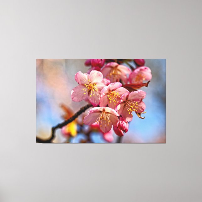 A Bunch Of Sweet Sakura Cherry Blossoms In Spring Canvas Print (Front)
