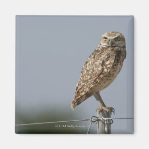 A burrowing owl sitting on a fence post. Taken Magnet