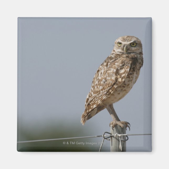A burrowing owl sitting on a fence post. Taken Magnet (Front)