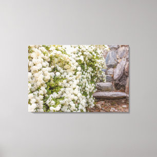 A bush of white spirea flower on Canvas Print