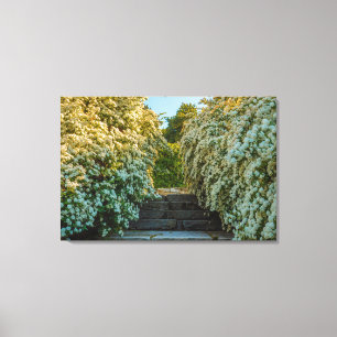 a bush of white  spirea flowers on canvas print