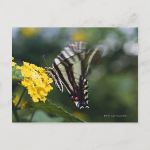 A butterfly, in the family of Swallowtails or Postcard