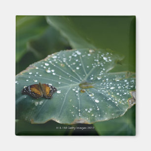 A Butterfly on a leaf with water droplets Magnet