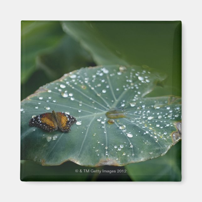 A Butterfly on a leaf with water droplets Magnet (Front)