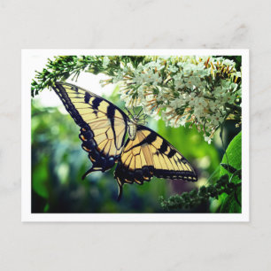 A butterfly with yellow and black wings  holiday postcard