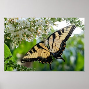 A butterfly with yellow and black wings  poster