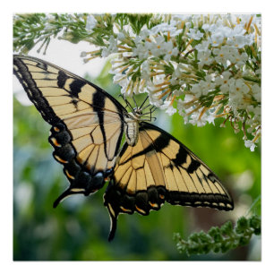 A butterfly with yellow and black wings poster