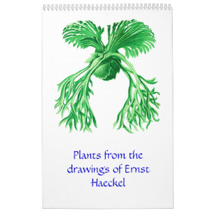 A calendar of plant drawings.