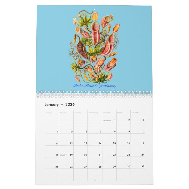 A calendar of plants of Ernst Haeckel (Jan 2026)