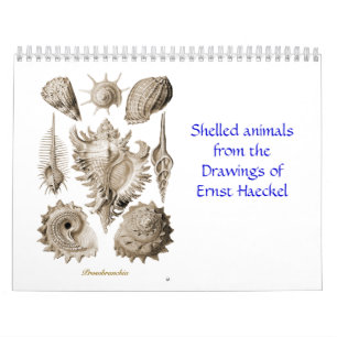 A calendar of shell drawings of Ernst Haeckel