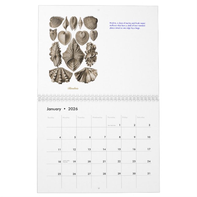 A calendar of shell drawings of Ernst Haeckel (Jan 2026)