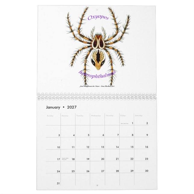 A calendar of spiders by Ernst Haeckel. (Jan 2027)