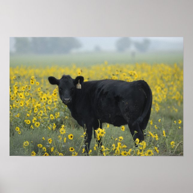 A calf amid the sunflowers of the Nebraska Poster (Front)