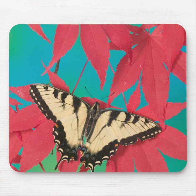 A Canadian Tiger Swallowtail Butterfly Mouse Mat (Front)