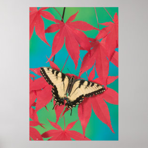 A Canadian Tiger Swallowtail Butterfly Poster