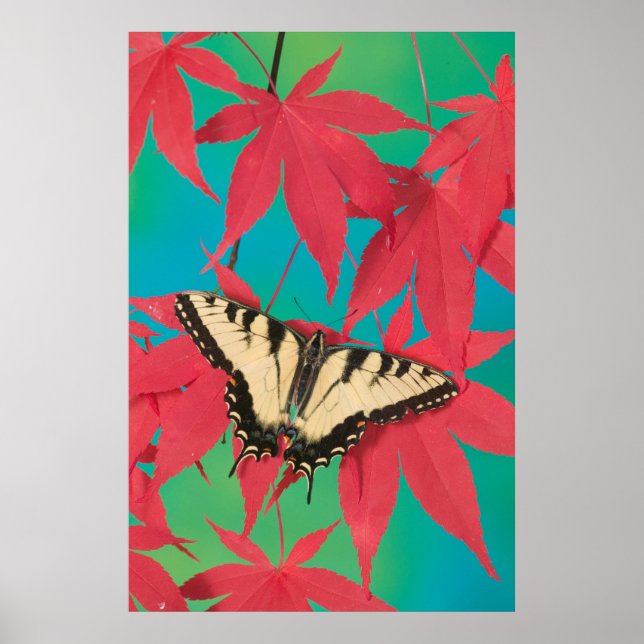 A Canadian Tiger Swallowtail Butterfly Poster (Front)