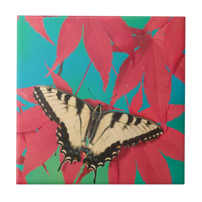 A Canadian Tiger Swallowtail Butterfly Tile (Front)