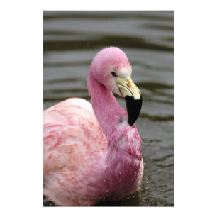 A captive photo of a Andean Flamingo Print