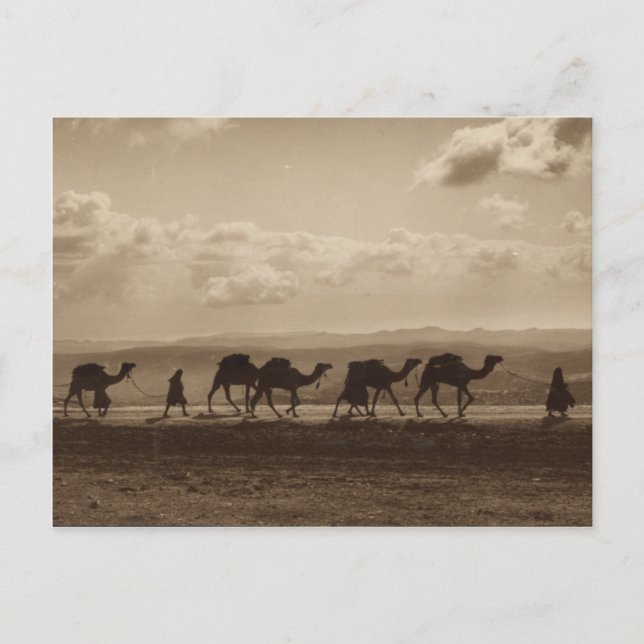A caravan of camels in the holy land postcard (Front)