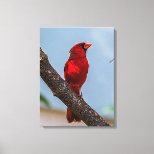 A Cardinal 18 x 24 Stretched Canvas Print
