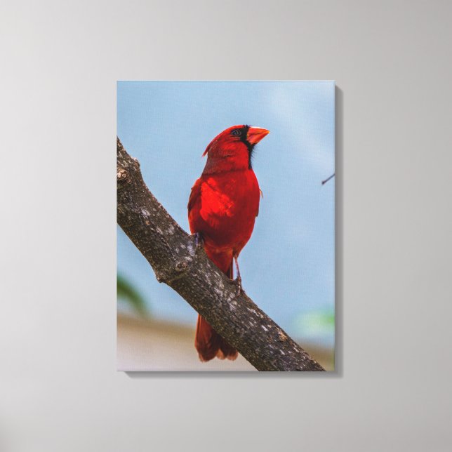 A Cardinal 18 x 24 Stretched Canvas Print (Front)