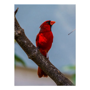 A Cardinal 20 x 26.67 Glossy Poster
