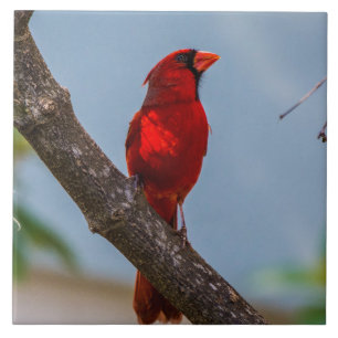 A Cardinal Ceramic Art Tile