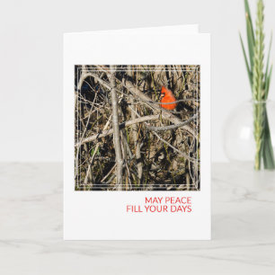 A Cardinal Christmas Holiday Card