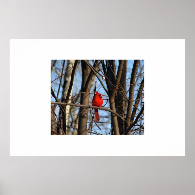 A Cardinal Poster (Front)