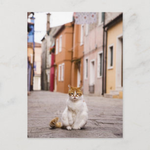 A cat in the streets of Burano, Italy. 2006. Postcard