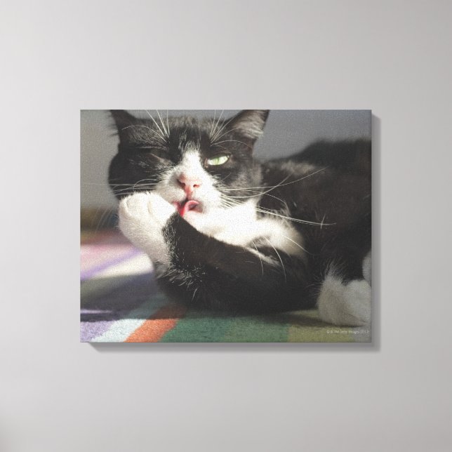 A Cat Licking It's Paw Canvas Print (Front)