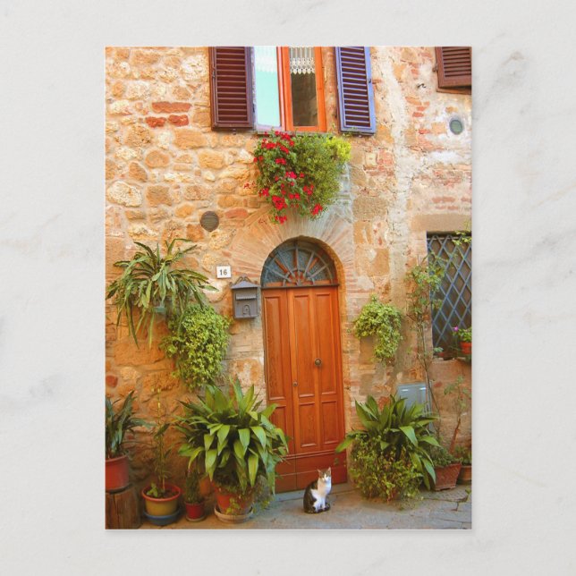 A cat seeks entrance to home in Pienza, Italy. Postcard (Front)