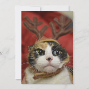 A cat wearing reindeer antlers