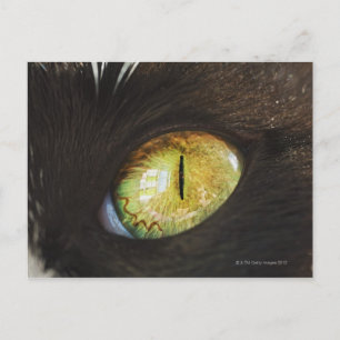 A Cat's Eye Postcard