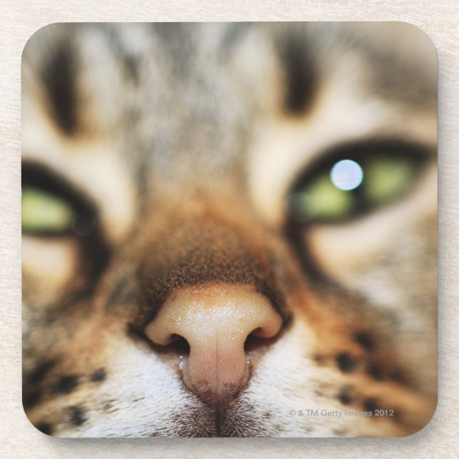 A Cat's Face Coaster (Front)