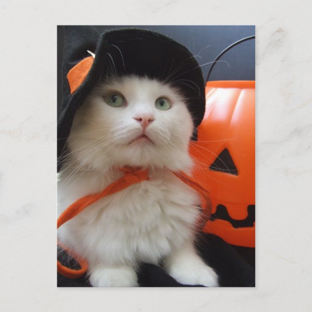 A Cat's Halloween Postcard (Front)