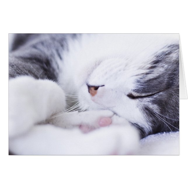 A cat's life Card empty (Front Horizontal)