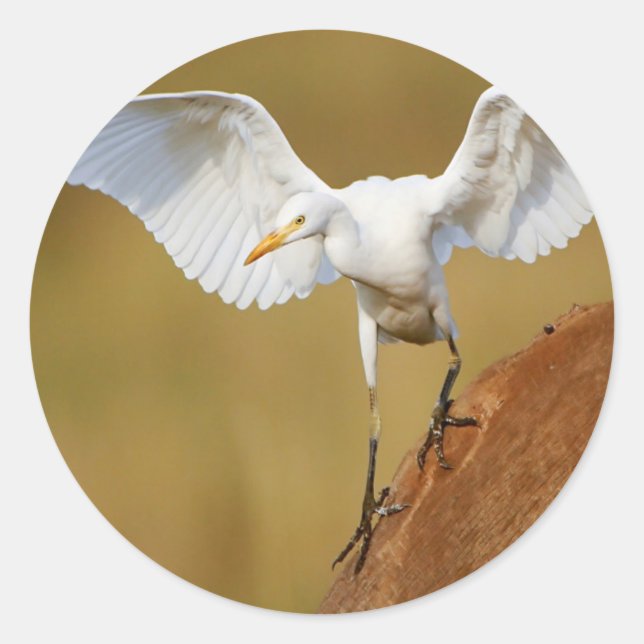 A Cattle Egret (Bubulcus Ibis) Descends Classic Round Sticker (Front)