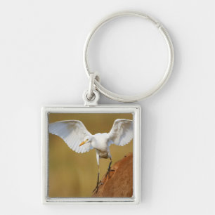 A Cattle Egret (Bubulcus Ibis) Descends Key Ring