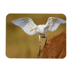 A Cattle Egret (Bubulcus Ibis) Descends Magnet