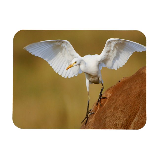 A Cattle Egret (Bubulcus Ibis) Descends Magnet (Horizontal)