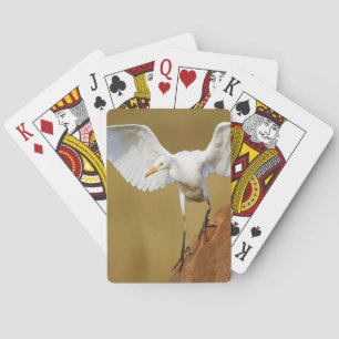 A Cattle Egret (Bubulcus Ibis) Descends Playing Cards