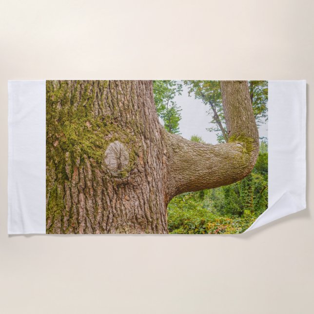 a cedar from the Himalayas on beach towels  (Front)