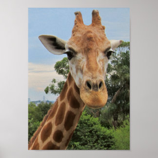 A Charming Giraffe Poster