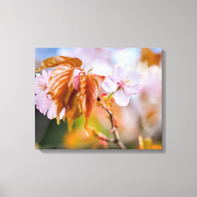 A Charming Sakura Flower On A Twig In Spring Canvas Print (Front)