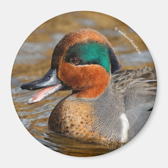 A Chatty Green-Winged Teal Duck at the Pond Magnet (Front)