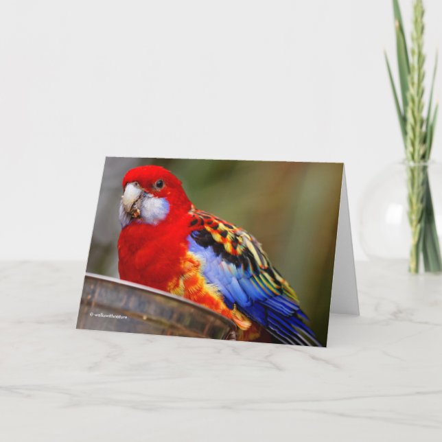A Cheeky and Colorful Eastern Rosella Holiday Card (Front)