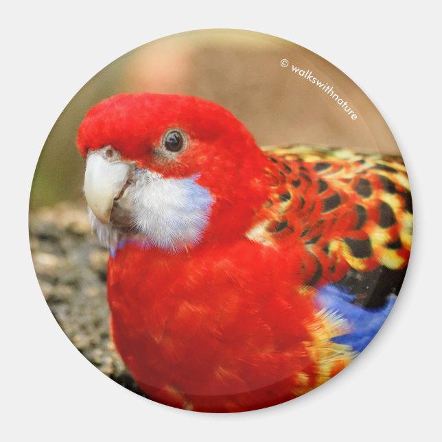 A Cheeky Eastern Rosella at the Watering Hole Magnet (Front)