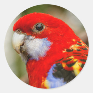 A Cheeky Eastern Rosella Classic Round Sticker